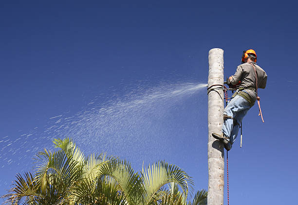 How Our Tree Care Process Works  in  Mccalla, AL