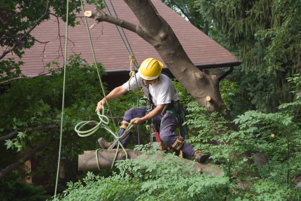 Best Leaf Removal  in Mccla, AL